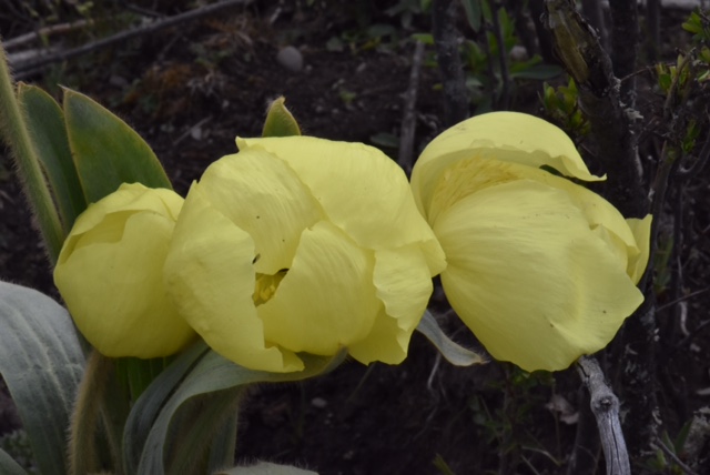 Meconopsis integrifolia