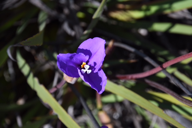 Pattersonia occidentale