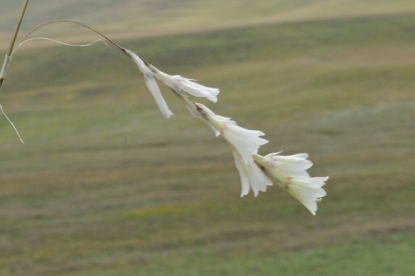 Dierama argyreum