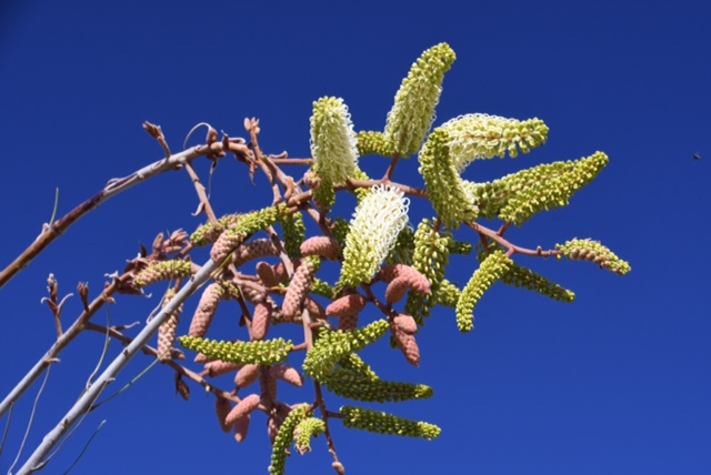 Grevillea leucopteris