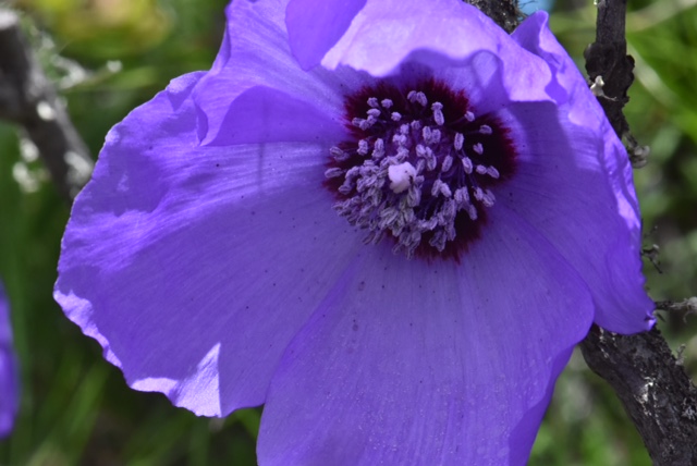 Meconopsis sinomaculata