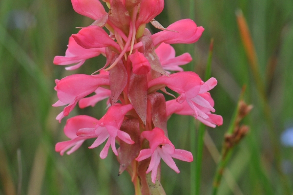 Satyrium hallackii