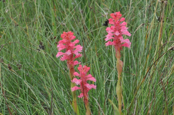 Satyrium hallackii