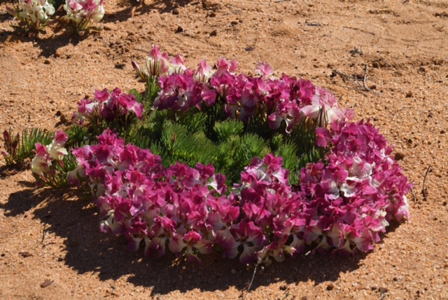 Lechenaultia macrantha