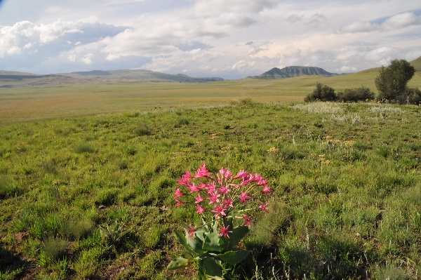 Ntsikeni grassland