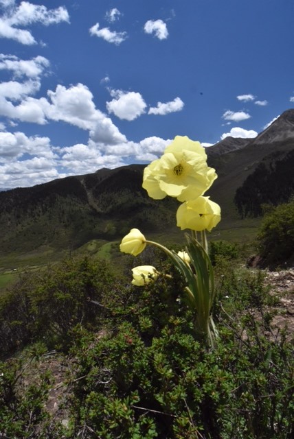 Meconopsis integrifolia