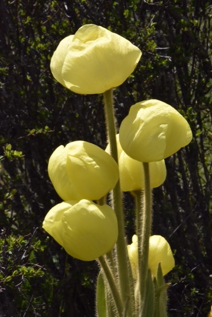 Meconopsis integrifolia