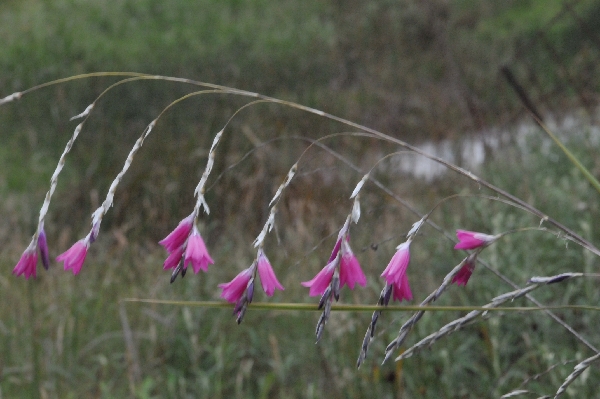 Dierama latifolia