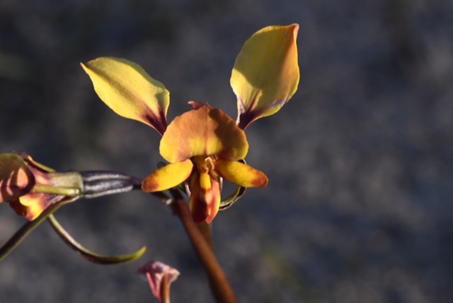 Diuris sp.