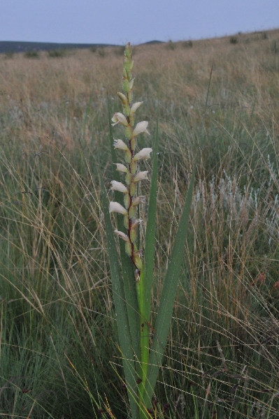 gladiolus sericeovillosus