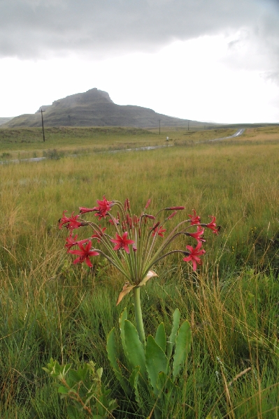 Brunsvigia undulata