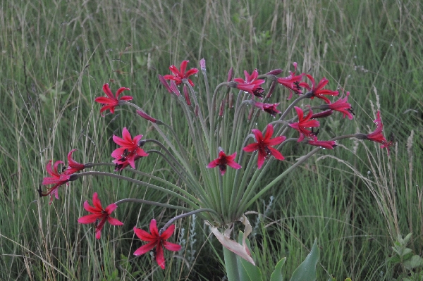 Brunsvigia undulata