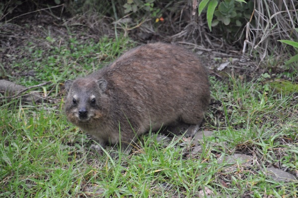 Hyrax