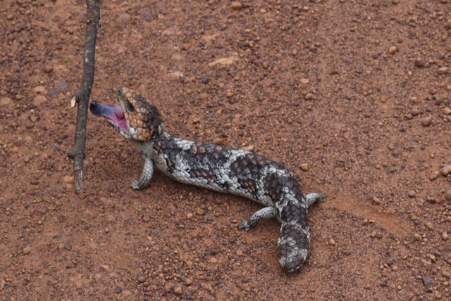 Blue-tongued Lizard