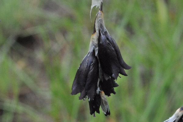 Dierama reynoldsii