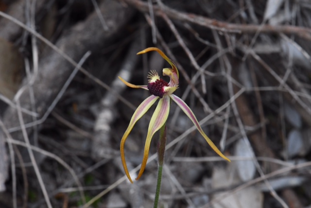 Caladenia sp.