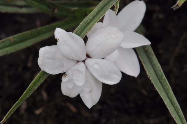 Rhodohypoxis baurii subsp. platypetala