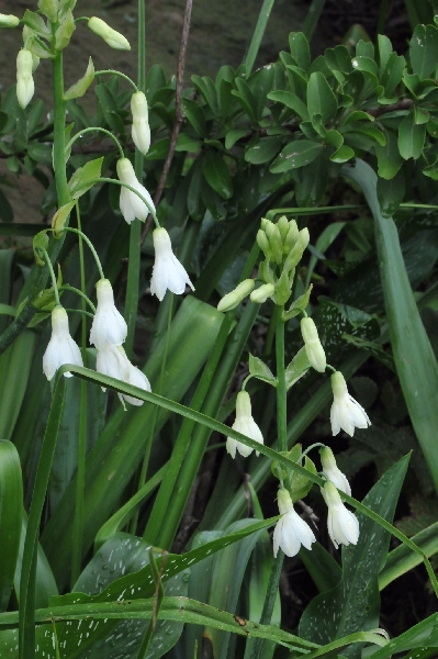 Galtonia candicans