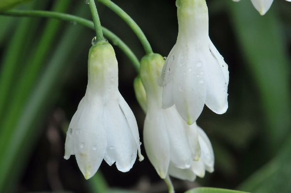 Galtonia candicans