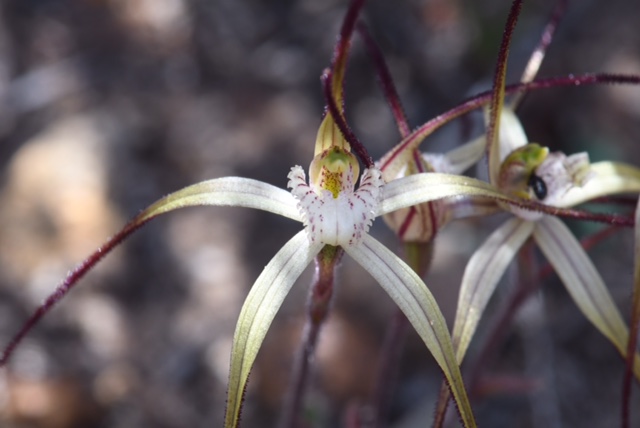 Caladenia sp.