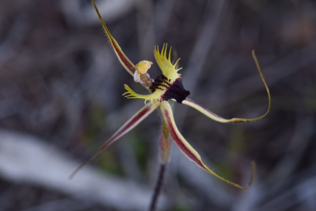 Caladenia sp.