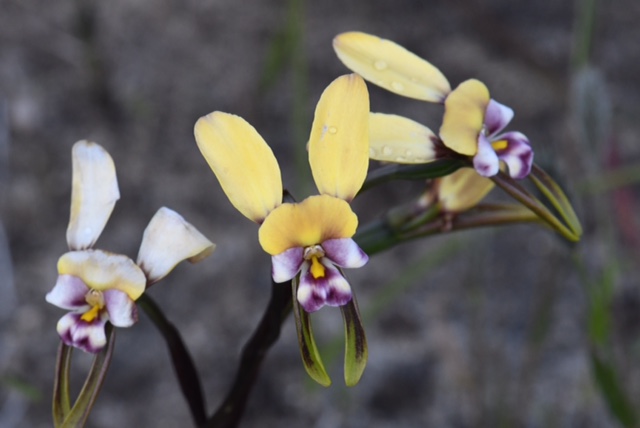 Diuris sp.