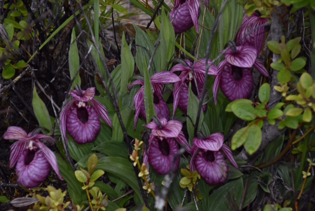 Cypripedium tibeticum