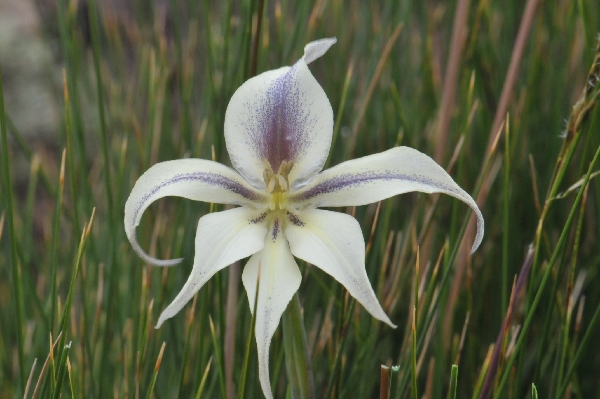 Gladiolus longicollis