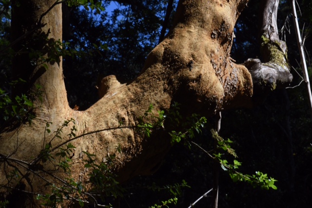 Trunk of Luma apiculata