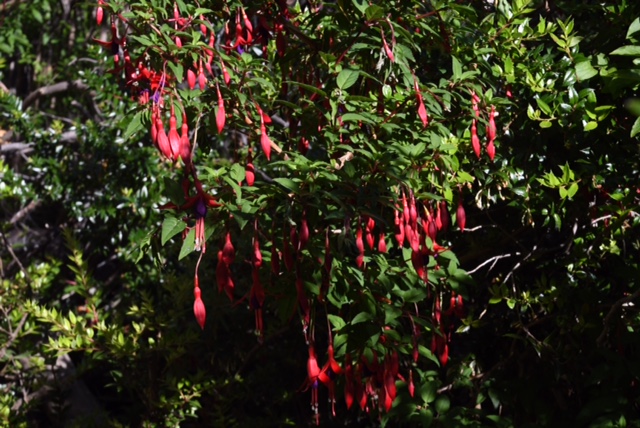 Fuschia magellanica