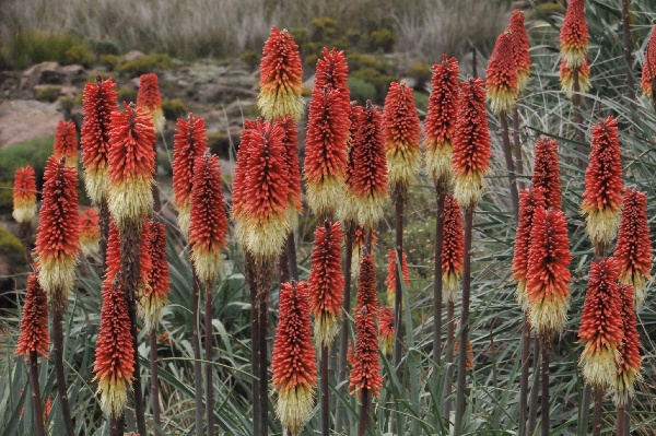 Kniphofia caulescens