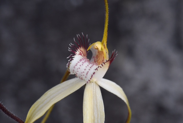 Caladenia sp.