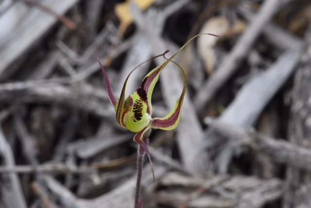 Caladenia sp.