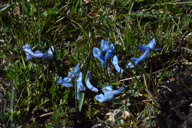 Corydalis curviflora