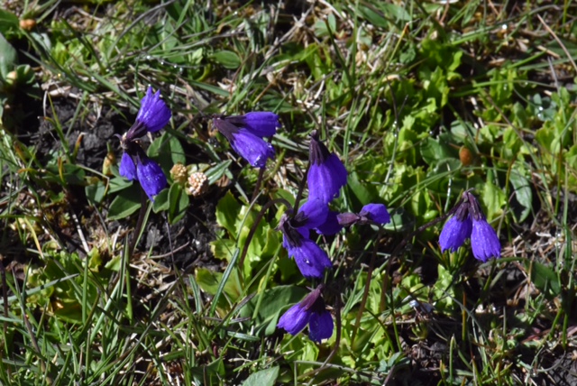 Primula amethystina