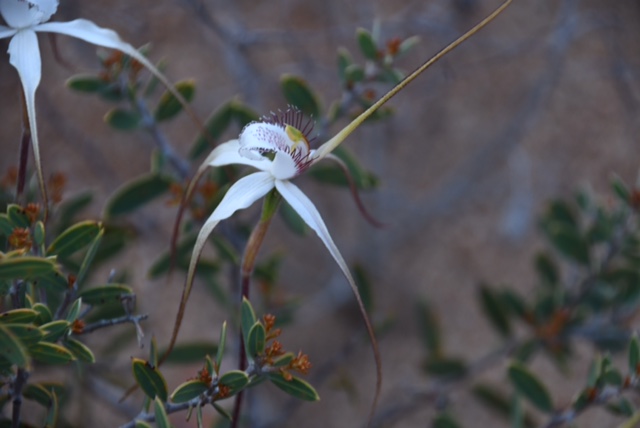 Caladenia sp.