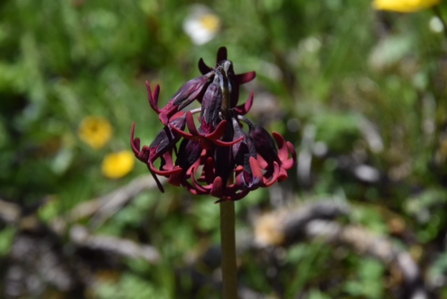 Primula tangutica