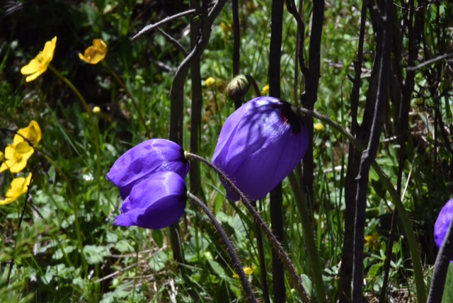 Meconopsis psilonomma