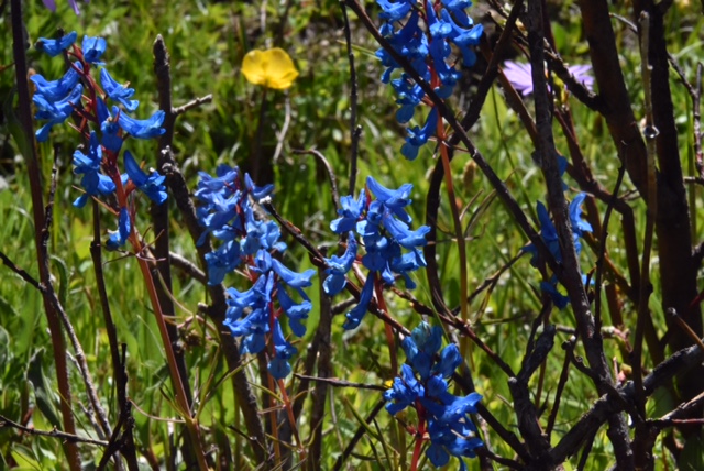 Corydalis sp.