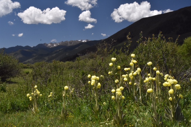 Meconopsis integrifolia