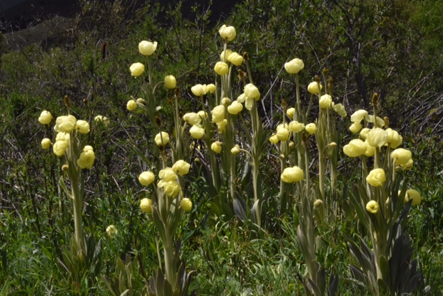 Meconopsis integrifolia