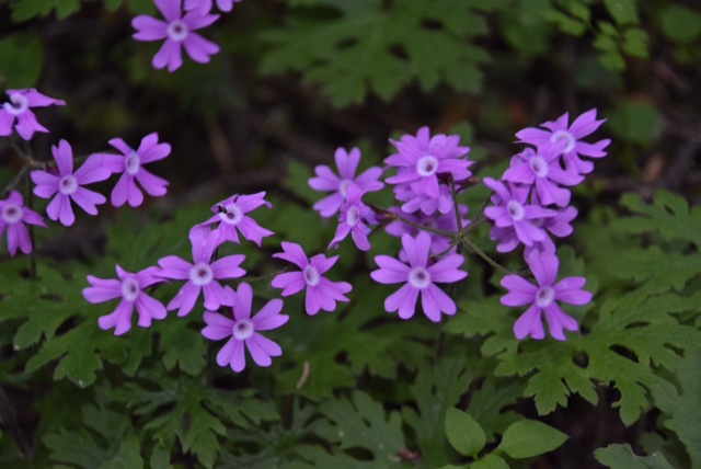 Primula palmata