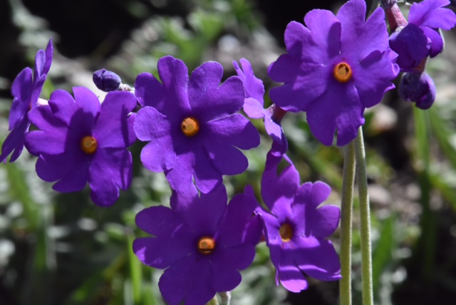 Primula palmata