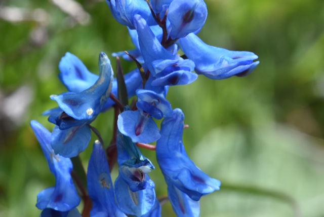 Corydalis sp.