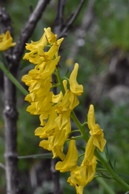 Corydalis sp.