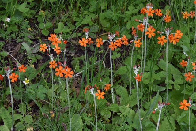 Primula cockburniana