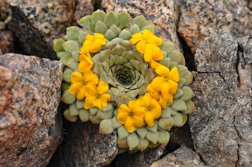 Viola coronifera