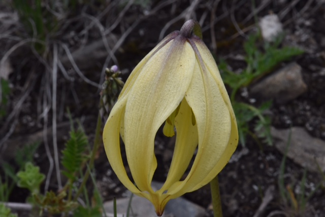 Lilium lophophorum