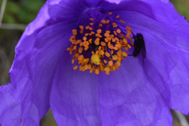 Meconopsis henricii