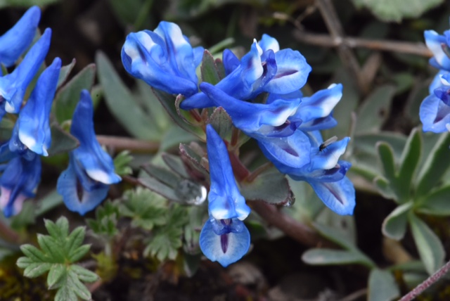 Corydalis sp.